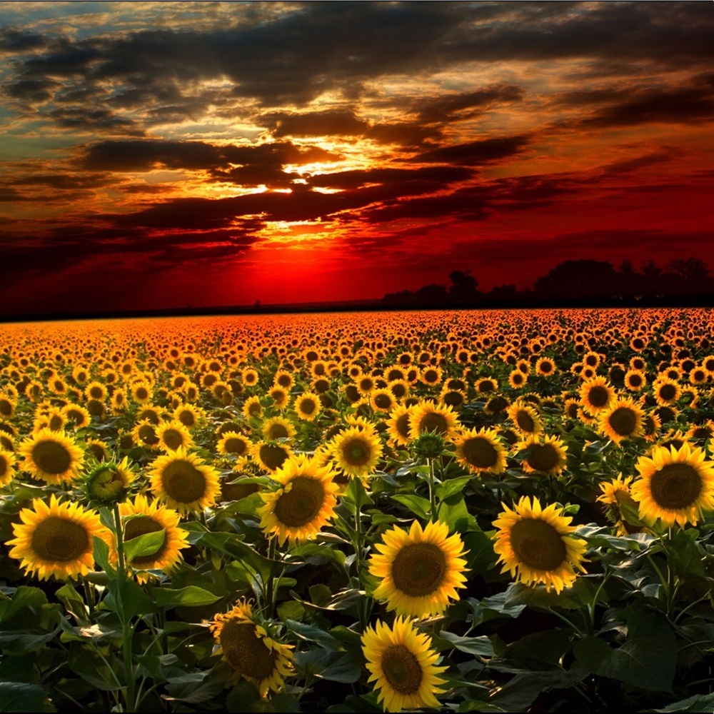 Meet your Posher, Krishma